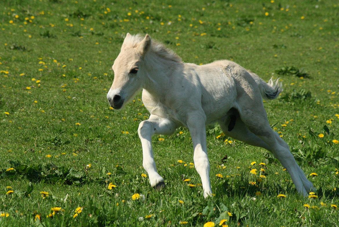 Fjordhest Zenvo - Ræser tur på folden, lige under en uge gammel :-)
21. maj 2012 billede 14
