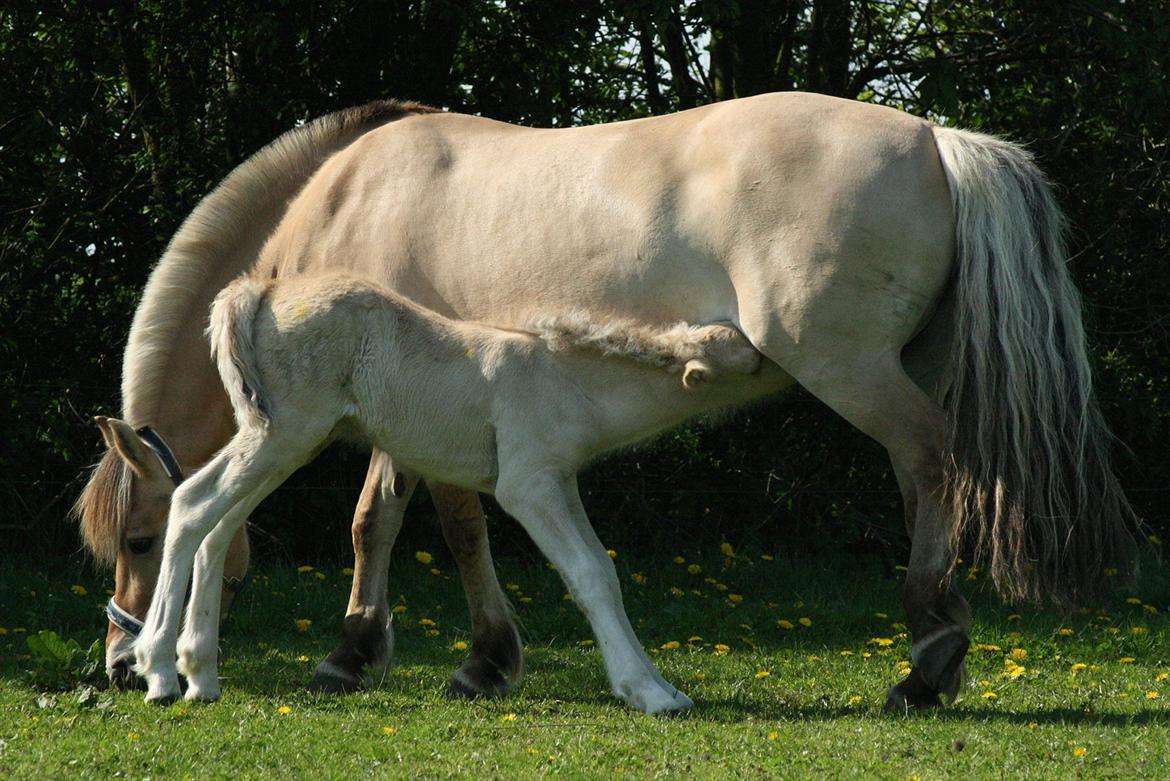 Fjordhest Zenvo - Hvilken ynde!
21. maj 2012 billede 13