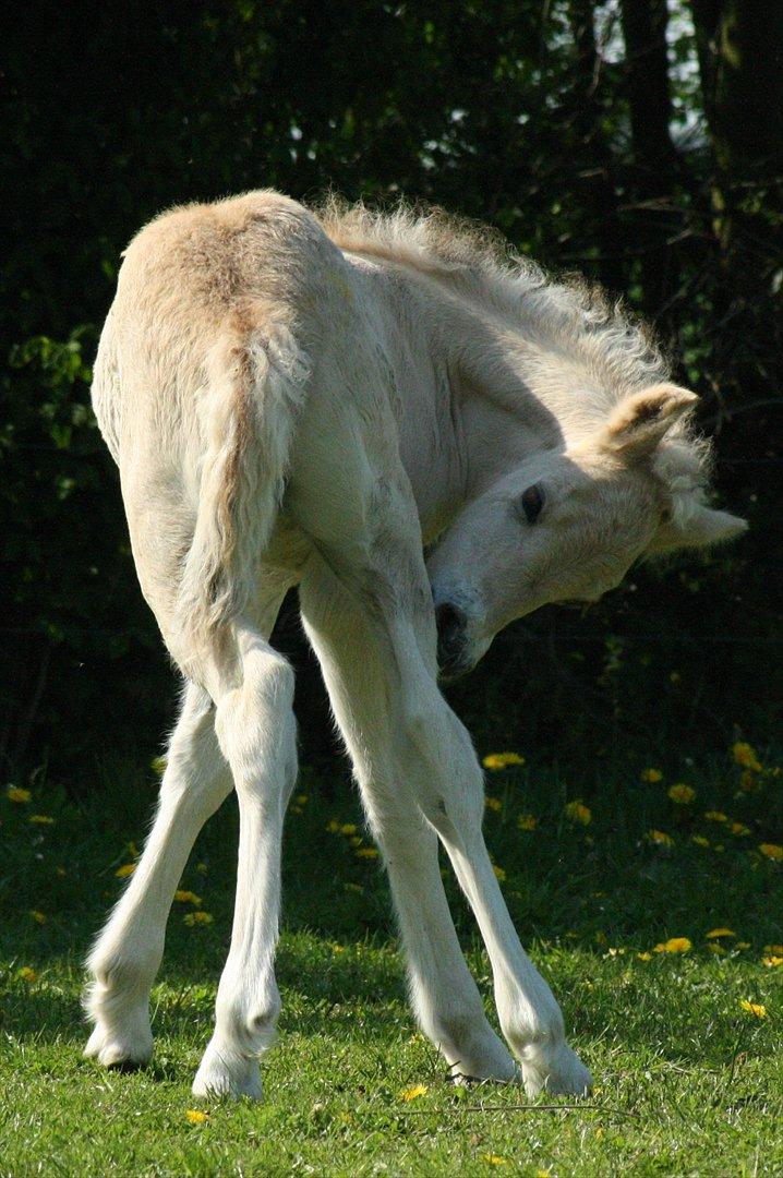 Fjordhest Zenvo - 21. maj 2012 billede 11