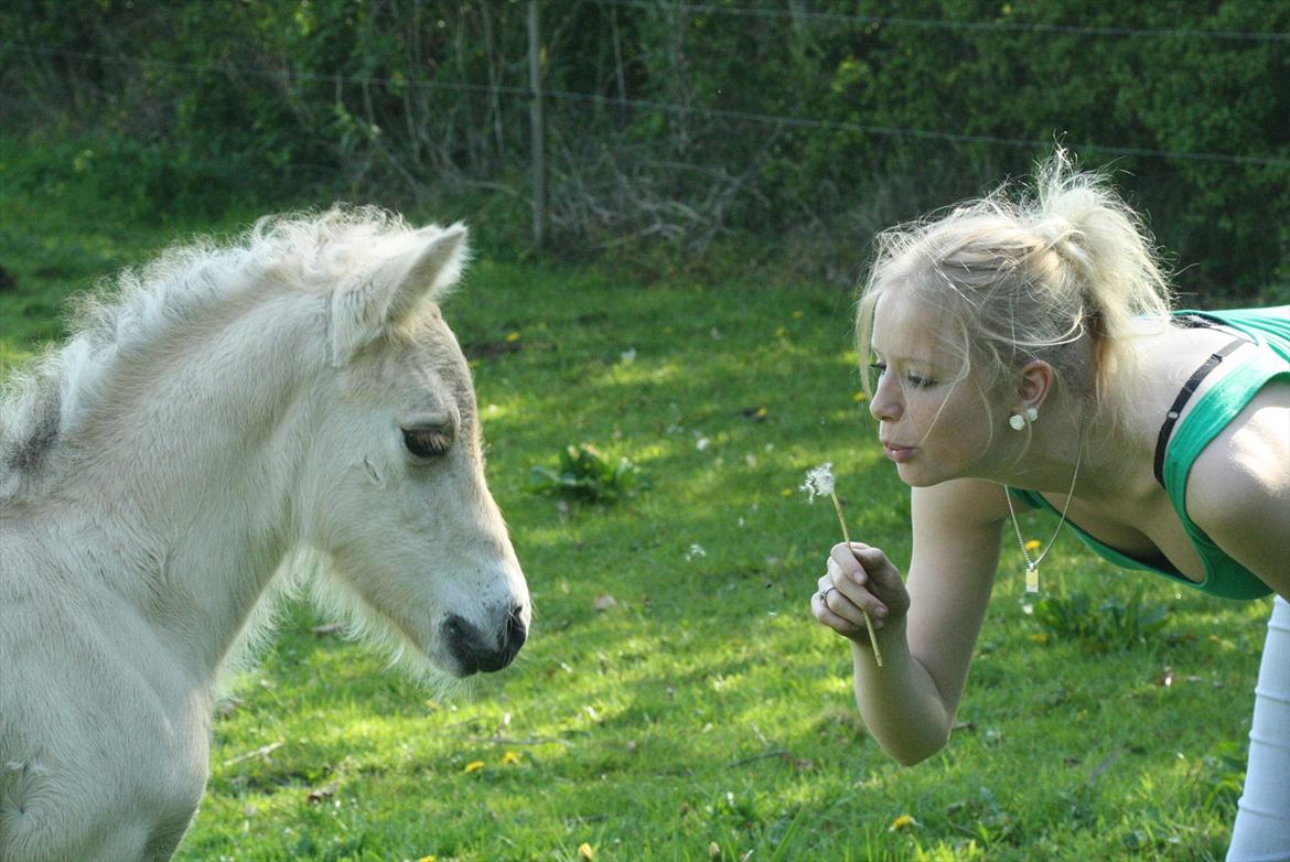 Fjordhest Zenvo - Smukke dreng :-)!
21. maj 2012 billede 9