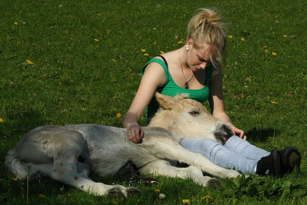 Fjordhest Zenvo - Betten blev træt efter løbetur på folden :-)<3
21. maj 2012 billede 10