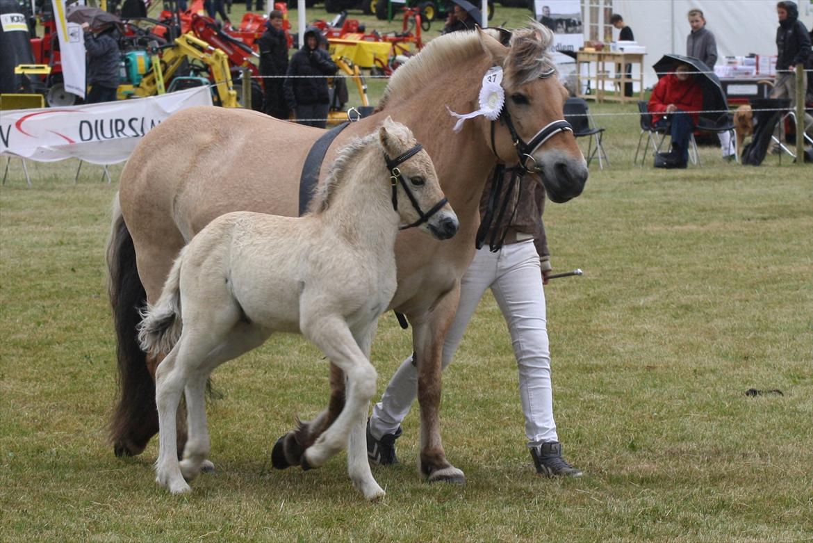 Fjordhest Zenvo - Zenvo da han var med på Gl. Estrup 2012, lille ræser hest ;-)
2. juni 2012 billede 8