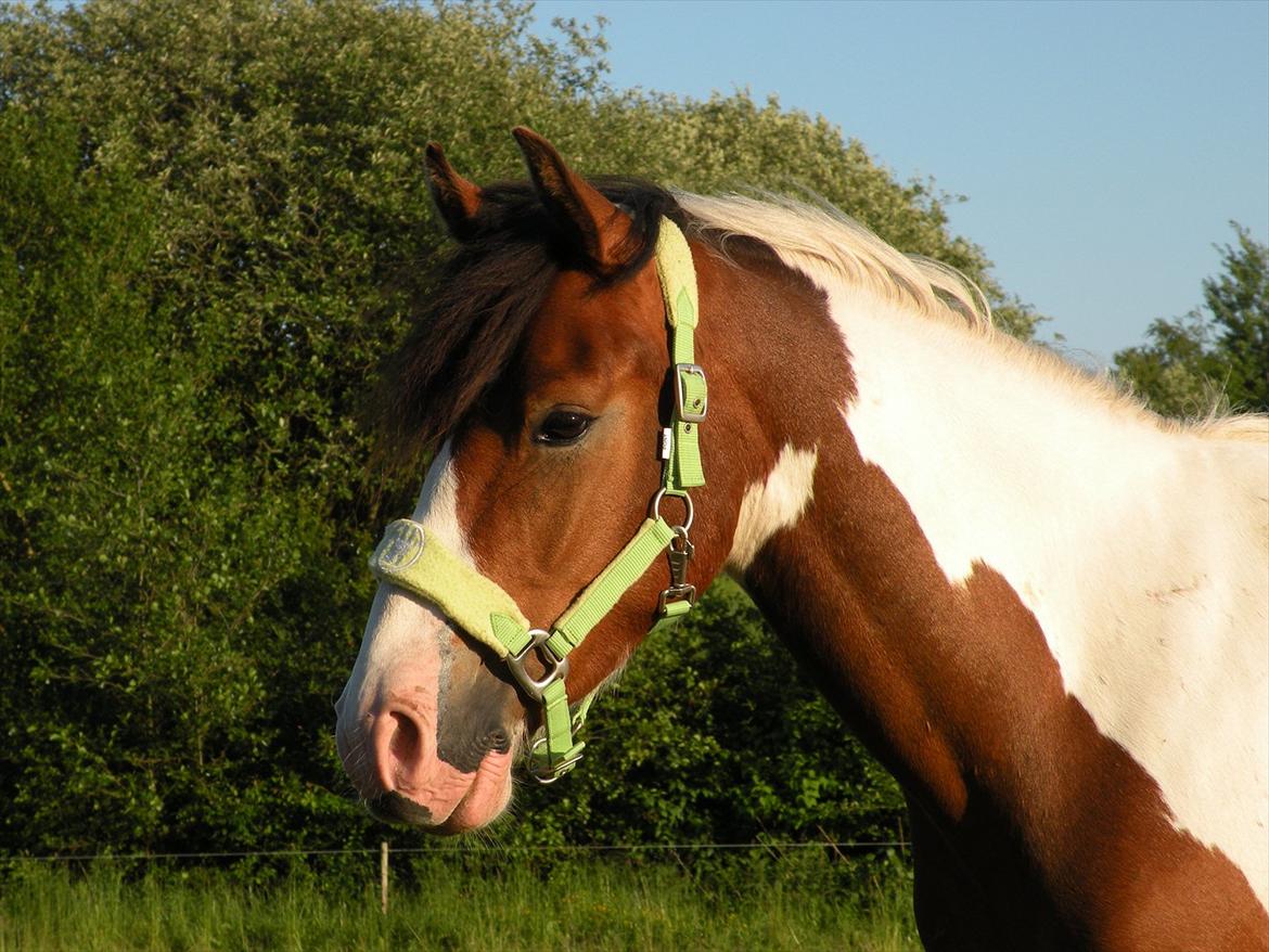 Anden særlig race Felix billede 7