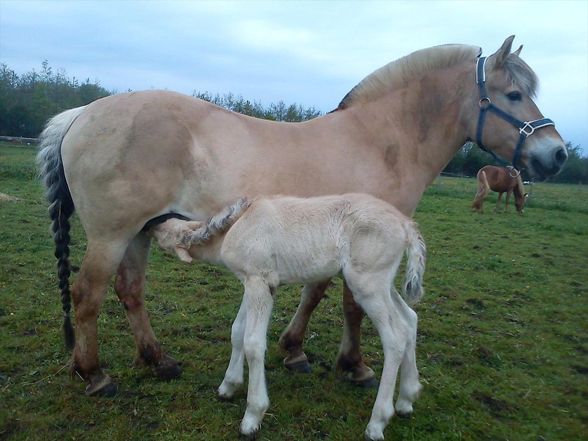 Fjordhest Zenvo - Ude for første gang! :-)
15. maj 2012 billede 16