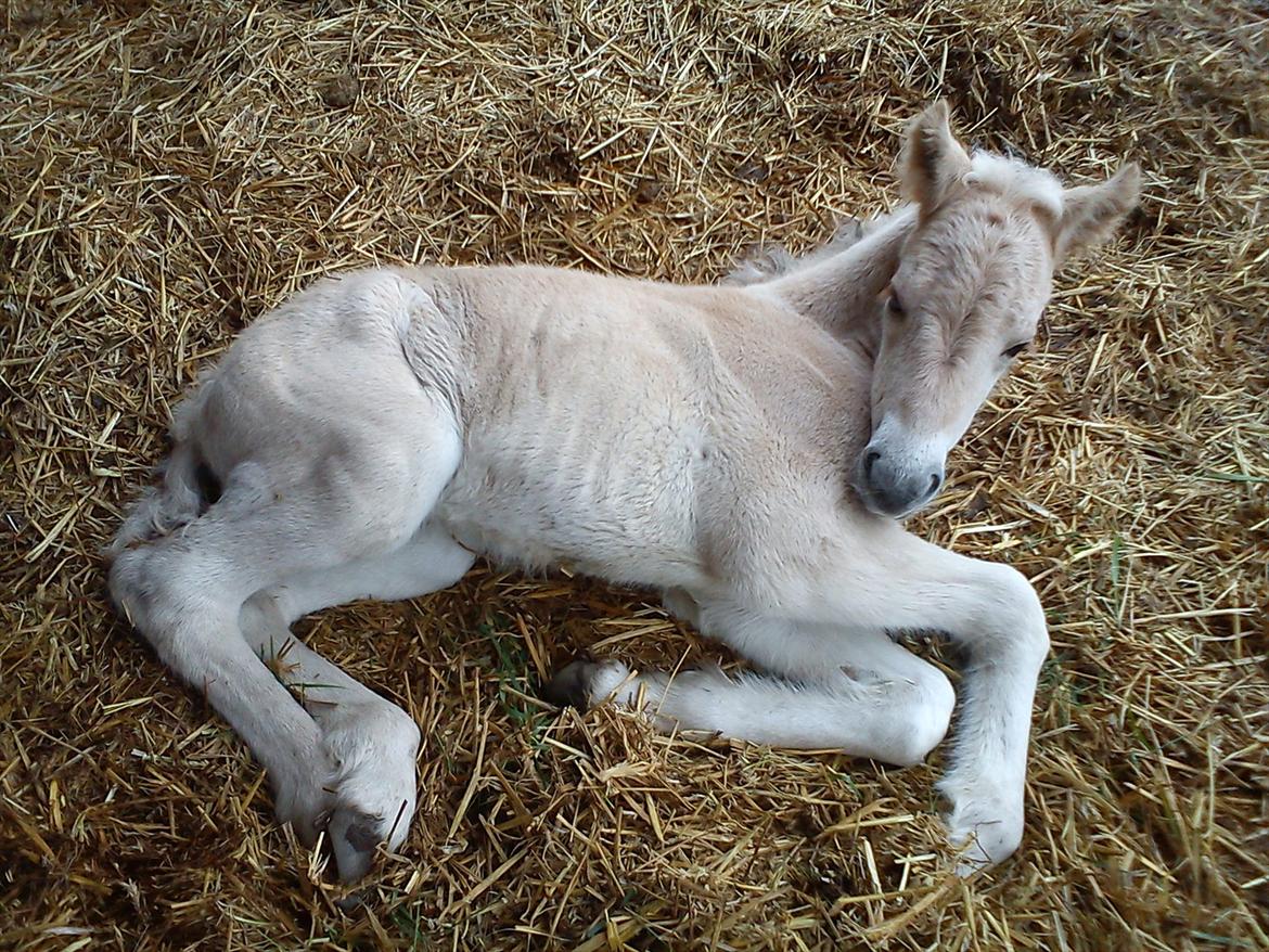 Fjordhest Zenvo - Betten da han kun var en enkelt dag gammel, lille fyr ;-)
15. maj 2012 billede 15
