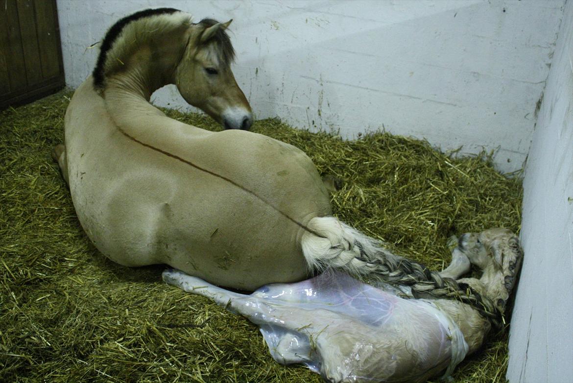 Fjordhest Zenvo - Lige kommet til verden, og første gang Pip ser sit smukke hingsteføl - er vild med dette billede!<3
15. maj 2012  billede 19