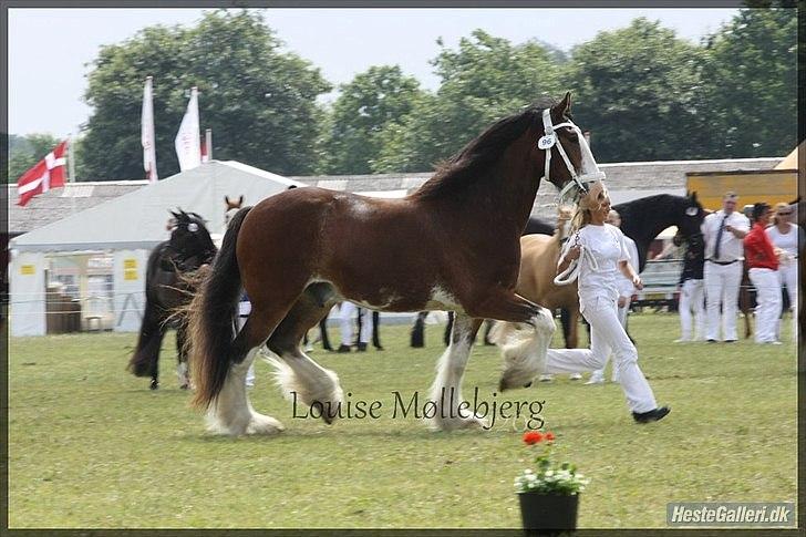 Shire Bjerggårdens John little (stjerne på himmelen)  - Fynske dyrskue 2012
 23 point bedst ud af 4 vallaker + ærespræmie og deltagelse i konkurrencen om skuets vallak, fik 164 point. billede 18