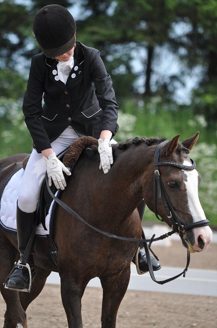 Welsh Pony (sec B) Sylvan's Rivaldo SOLGT:'( - Billed 1.
Velkommen til Rivaldos profil.
Færdig med La3 til 65,333 og en 2 plads! Stjernen over dem alle!<3
Fotograf: Ukendt. billede 1