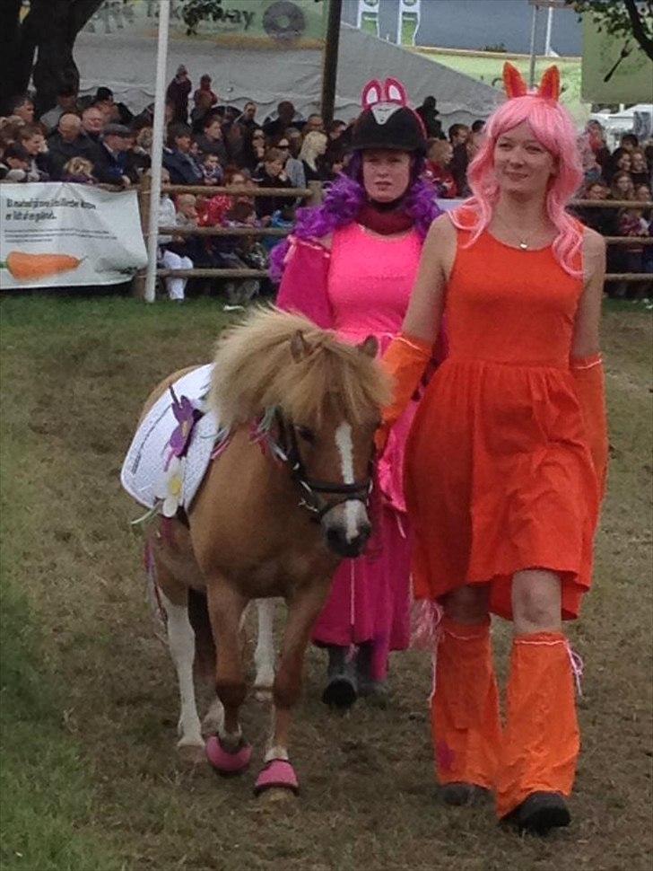 Pinto Doheema Snuske PIN 596 **BROVANG** SOLGT ! - Roskilde dyreskue 2012  billede 15