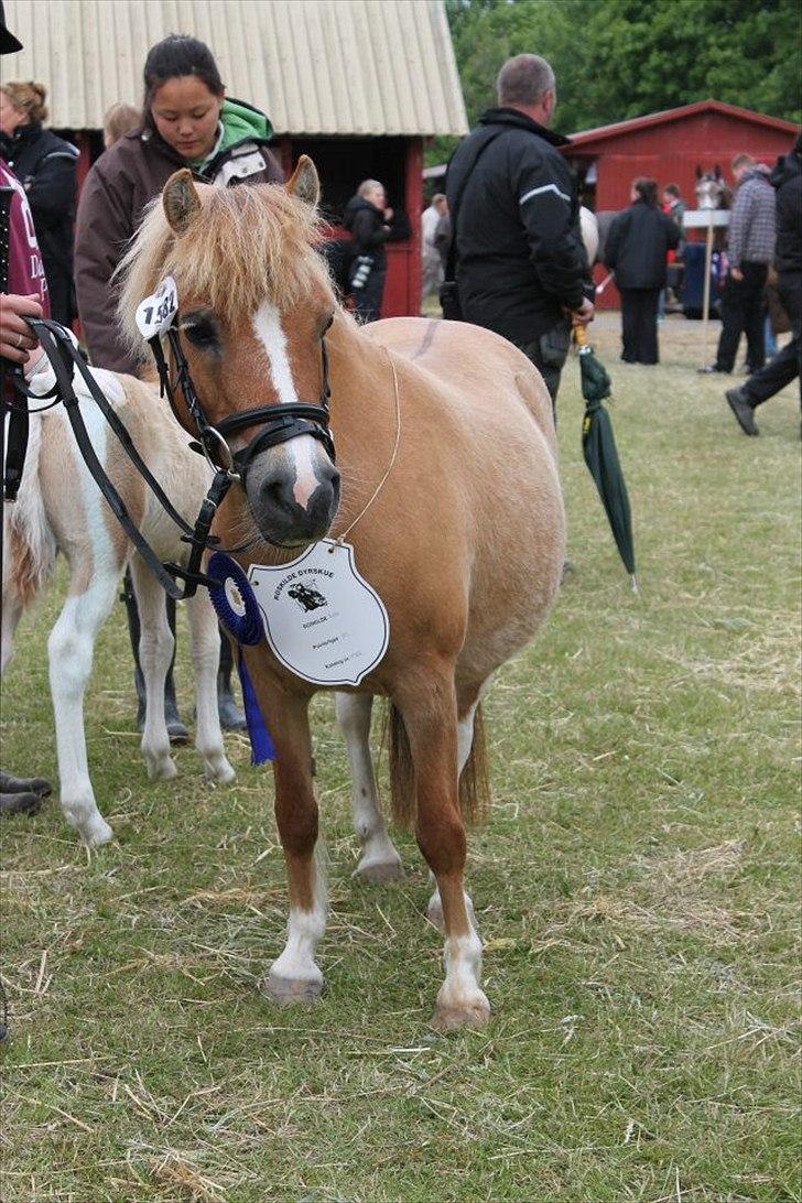 Pinto Doheema Snuske PIN 596 **BROVANG** SOLGT ! - Smukke snuske tøsen, der fik hele 23 popint af dommerne <3 billede 16