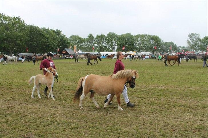 Pinto Doheema Snuske PIN 596 **BROVANG** SOLGT ! - Til race beskrivelse i regnvejr !! billede 17