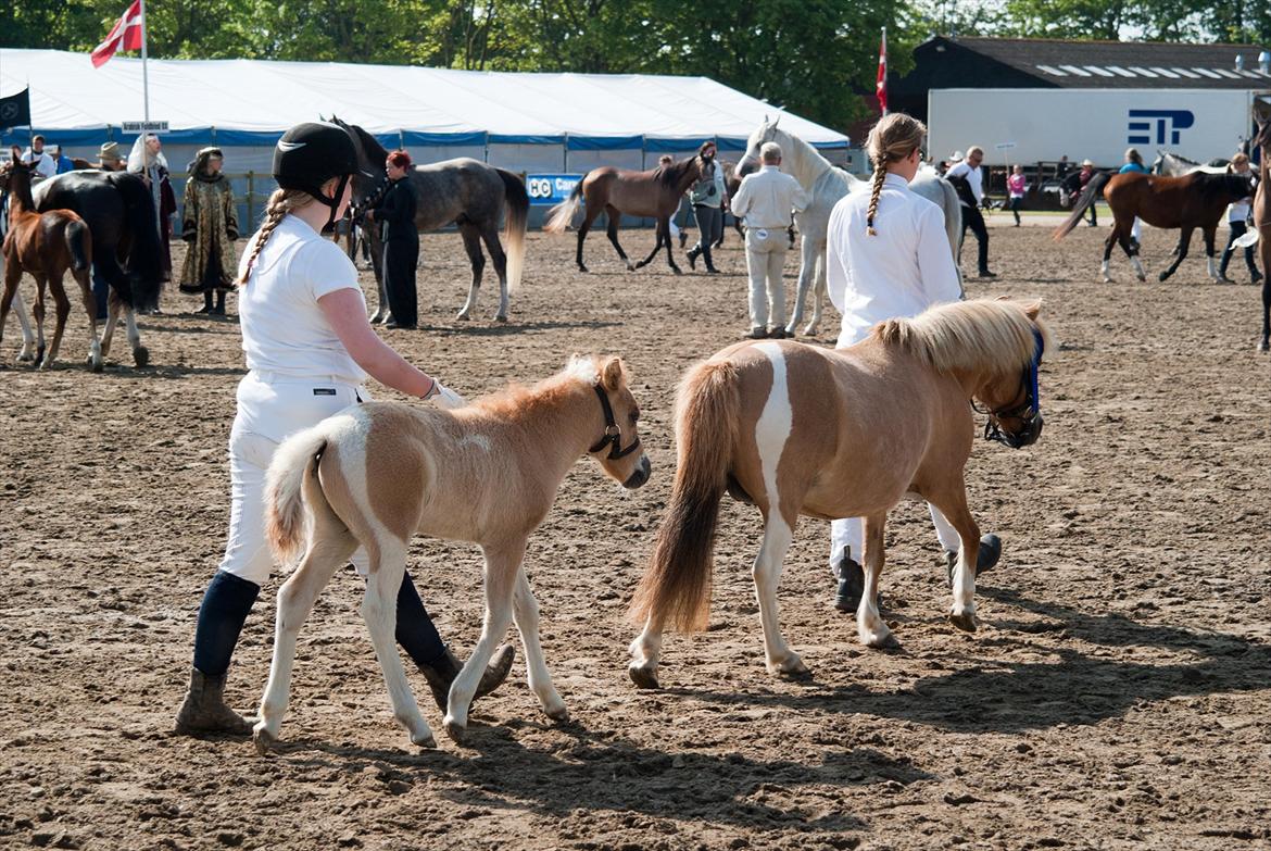 Pinto Baileys af Brovang **BROVANG** SOLGT ! - Baileys var en dygtig (men fræk) dreng til Roskilde dyreskue <3 billede 14