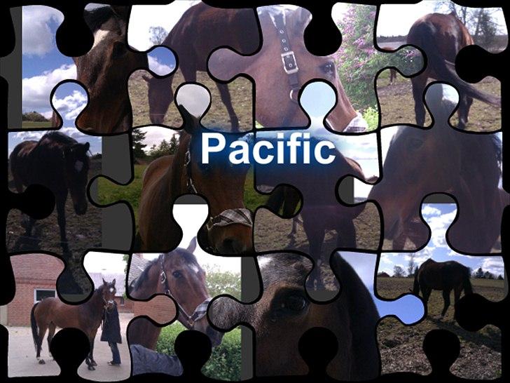 Dansk Varmblod Pacific Bøgeskovgård ( Mors ) - Pacific i <3 you billede 10