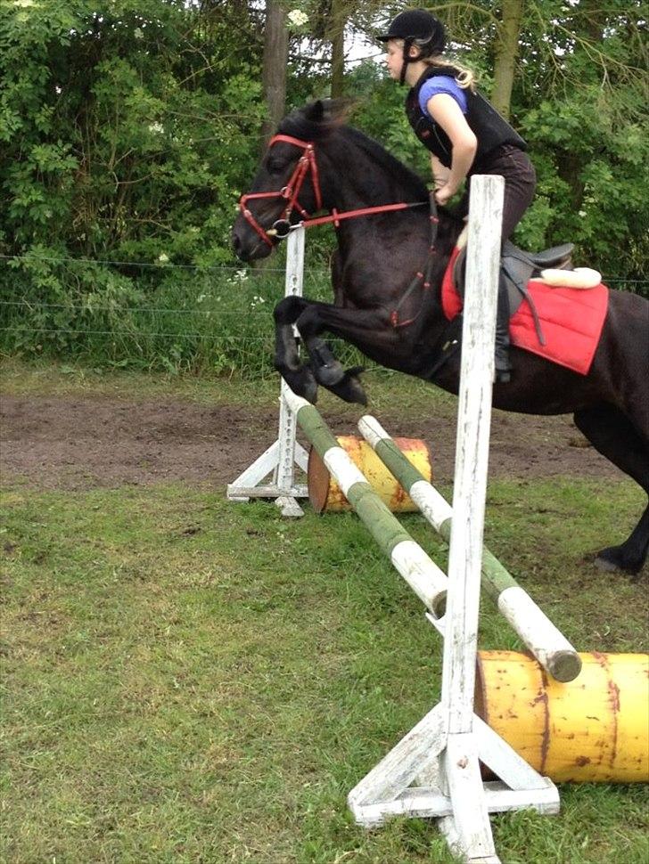 Fell pony Bakkely's Bella *Prinsessen* SOLGT:'( - I CAN FLY! Give me a bridle and my horse!
- Will show me the rest!<3 billede 7