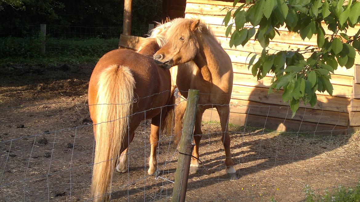 Islænder Röskva fra Skanderup (1992 - 2014) billede 9