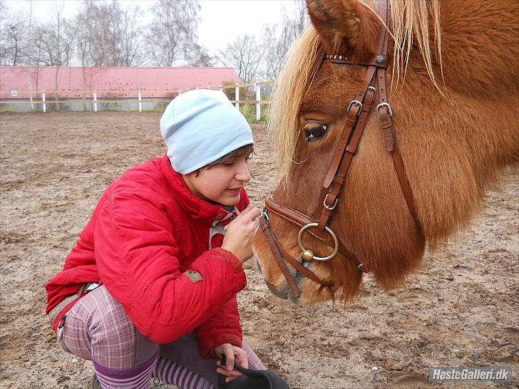 Islænder Röskva fra Skanderup (1992 - 2014) billede 10