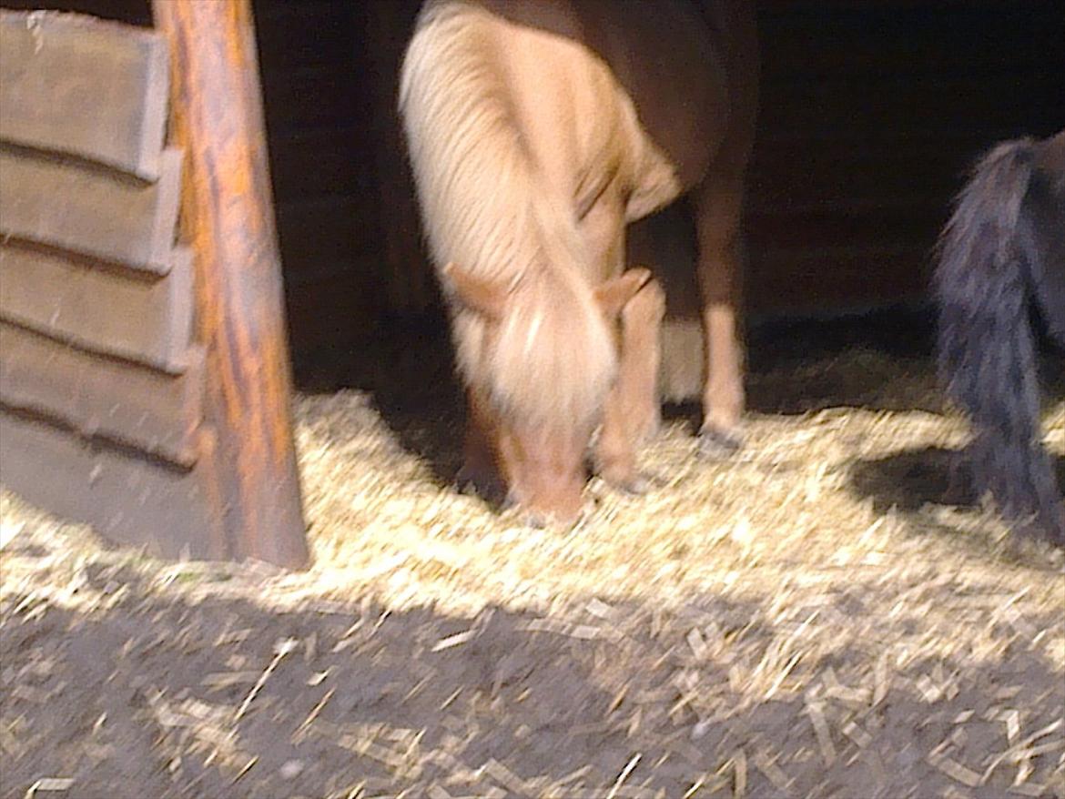 Islænder Röskva fra Skanderup (1992 - 2014) billede 11