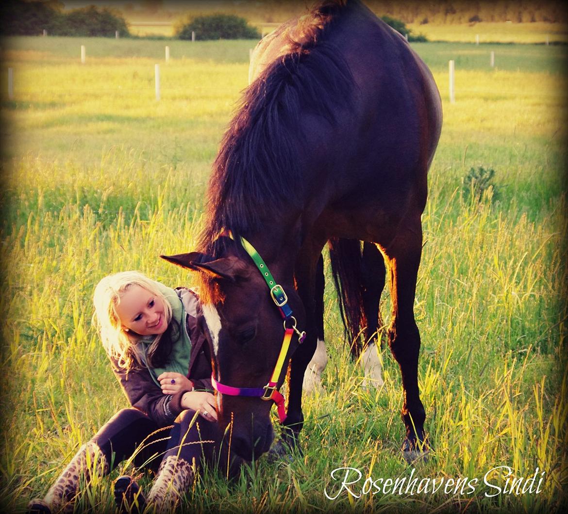 Oldenborg Rosenhavens Sindi - jeg elsker dig hest! <3  billede 16