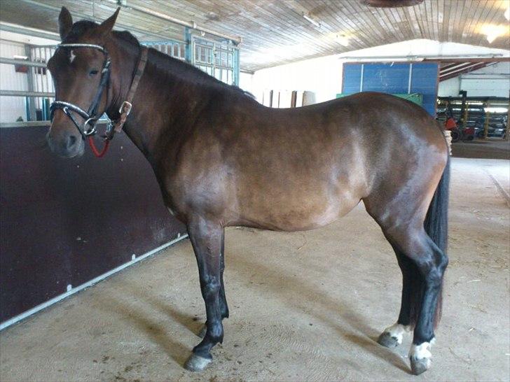 New Forest Elmholts nutella - i stalden billede 14