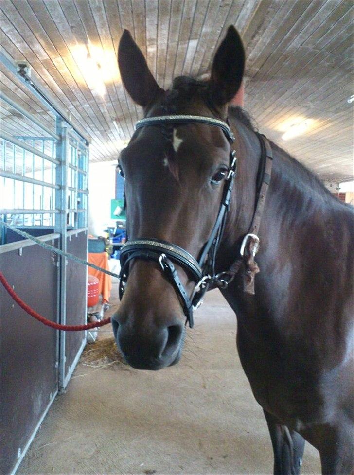 New Forest Elmholts nutella billede 5