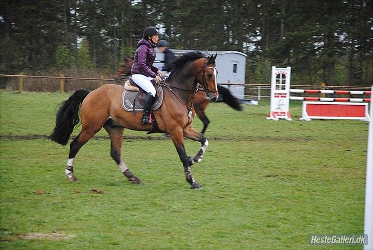 Zangersheide H. Beaufort De La Vie Z - SOLGT - Beaufort og mig på banen i LB til C-stævne i Grindsted,april 12 billede 5