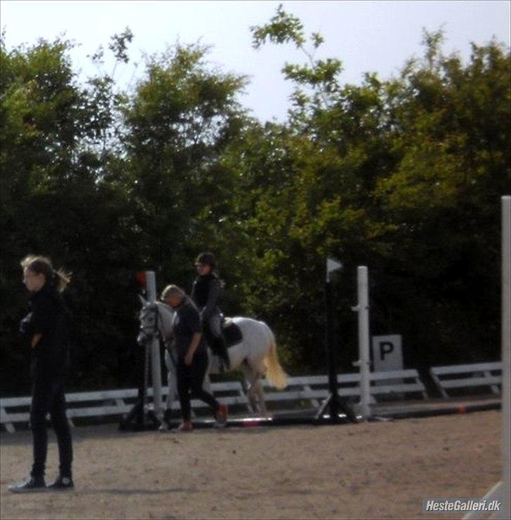 Anden særlig race silva billede 2