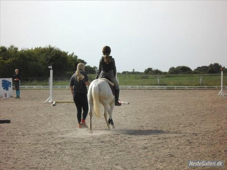 Anden særlig race silva billede 3