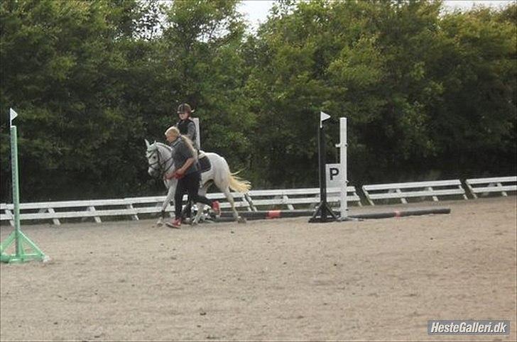 Anden særlig race silva billede 6