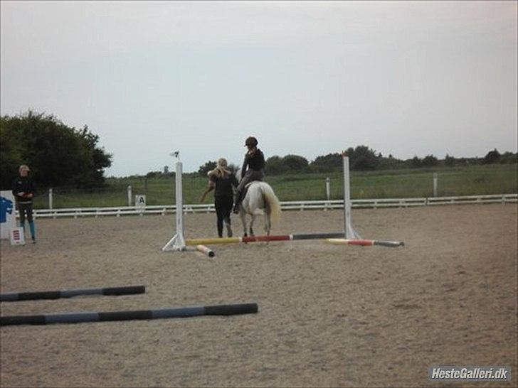 Anden særlig race silva billede 7