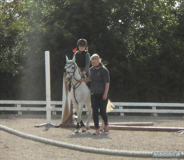 Anden særlig race silva billede 8