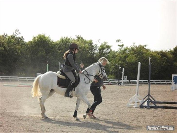 Anden særlig race silva billede 9