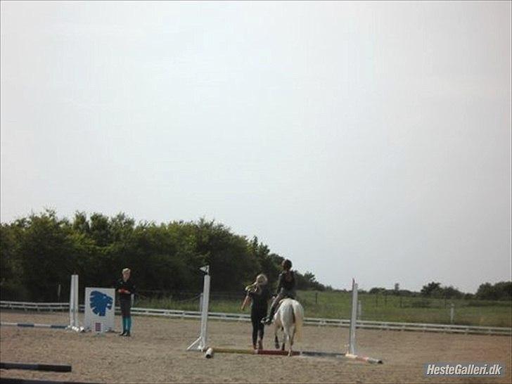 Anden særlig race silva billede 10