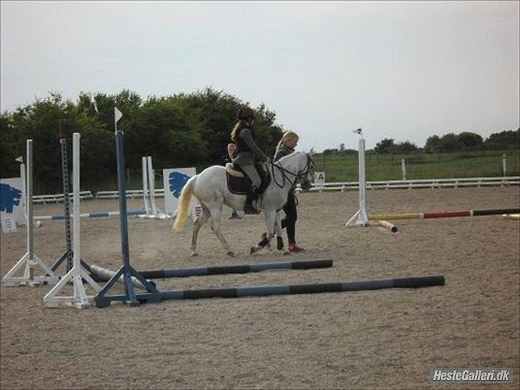 Anden særlig race silva billede 12