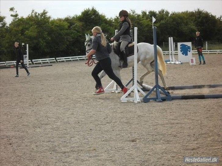 Anden særlig race silva billede 14