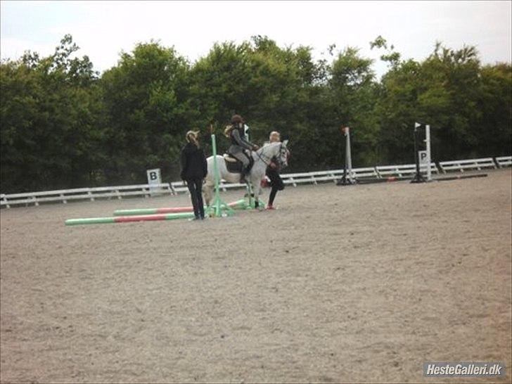 Anden særlig race silva billede 15