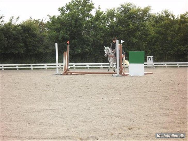 Anden særlig race silva billede 16