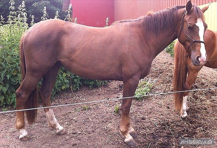 Anden særlig race Ronja. (Mulddyret <3) - Dejlige hest! billede 7