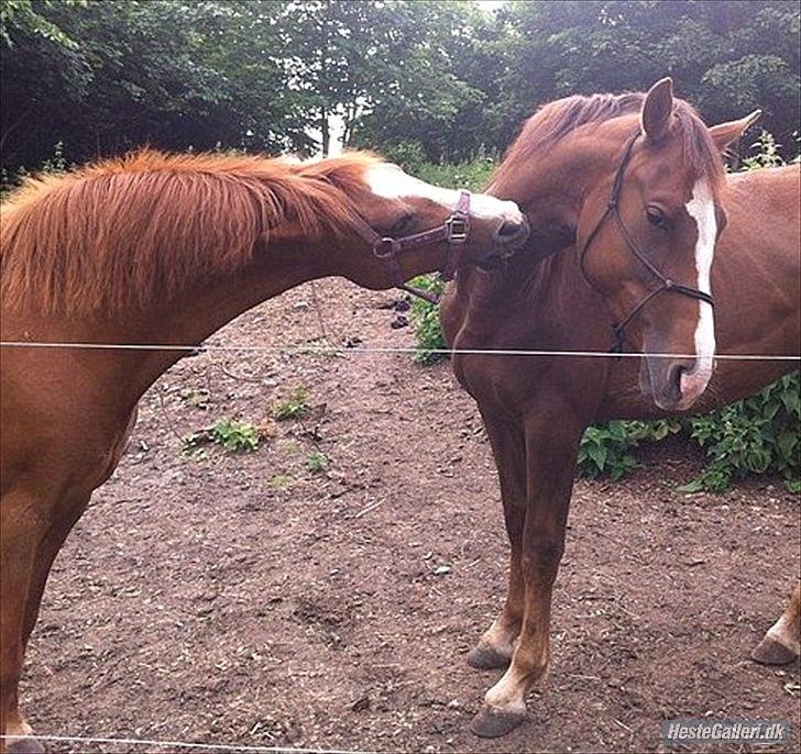 Anden særlig race Ronja. (Mulddyret <3) - Ronja & Jolie. :-) billede 8