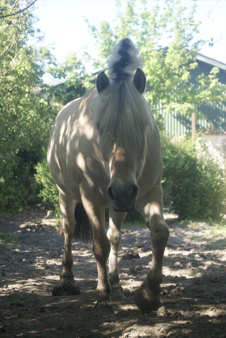 Fjordhest Nelle billede 1
