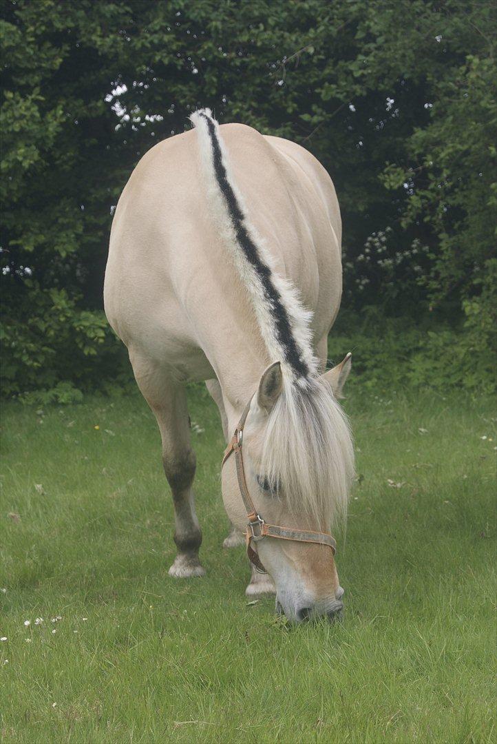 Fjordhest Nelle billede 2