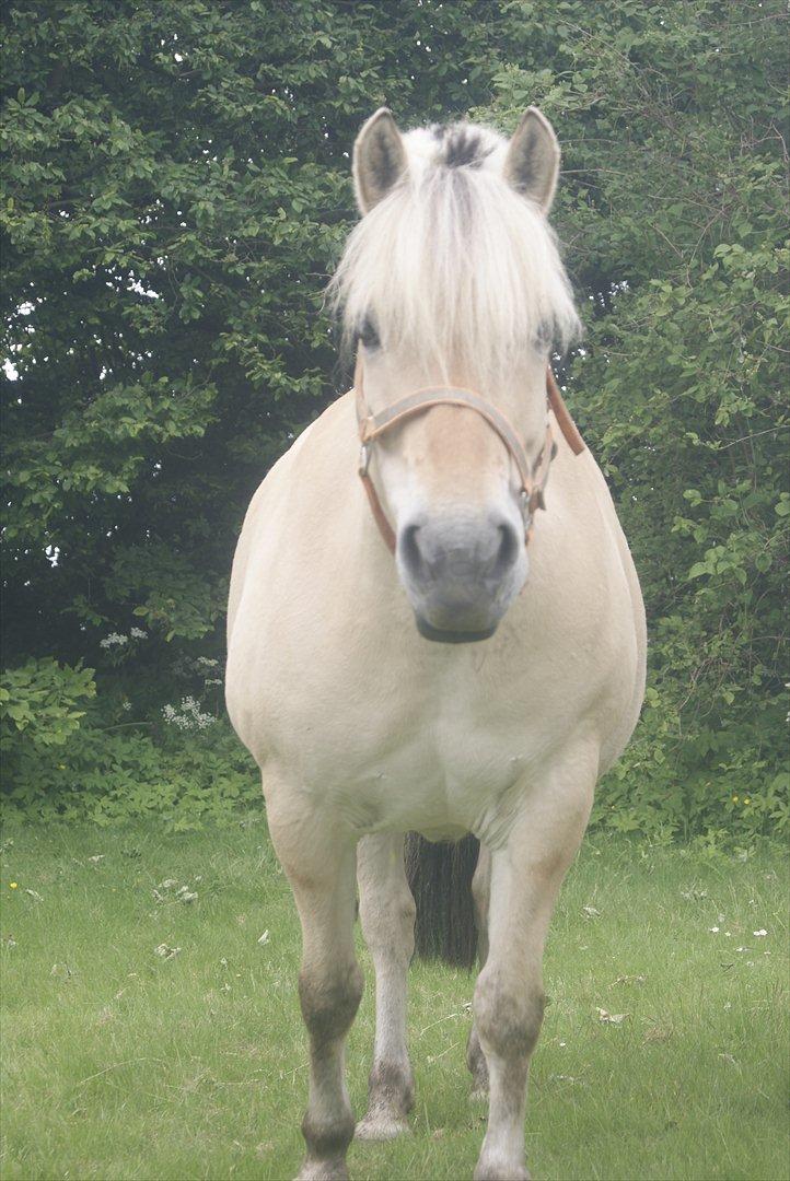 Fjordhest Nelle billede 3