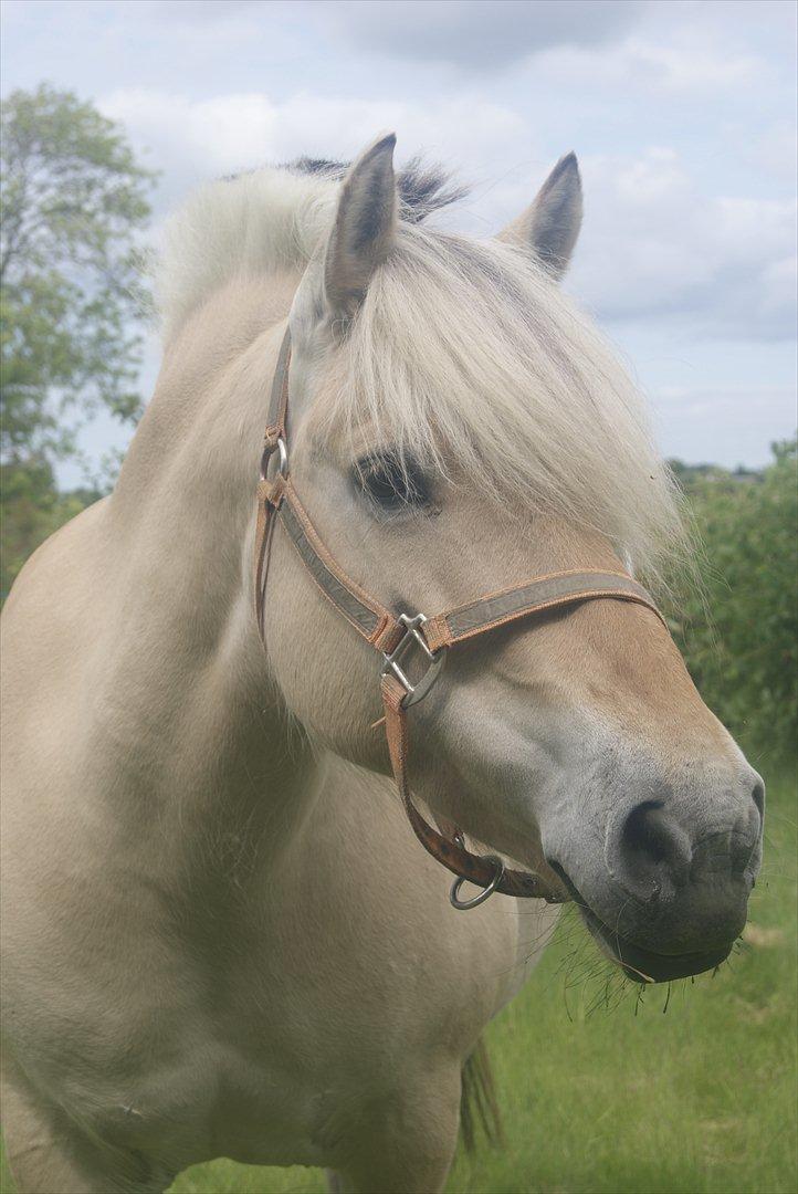 Fjordhest Nelle billede 4