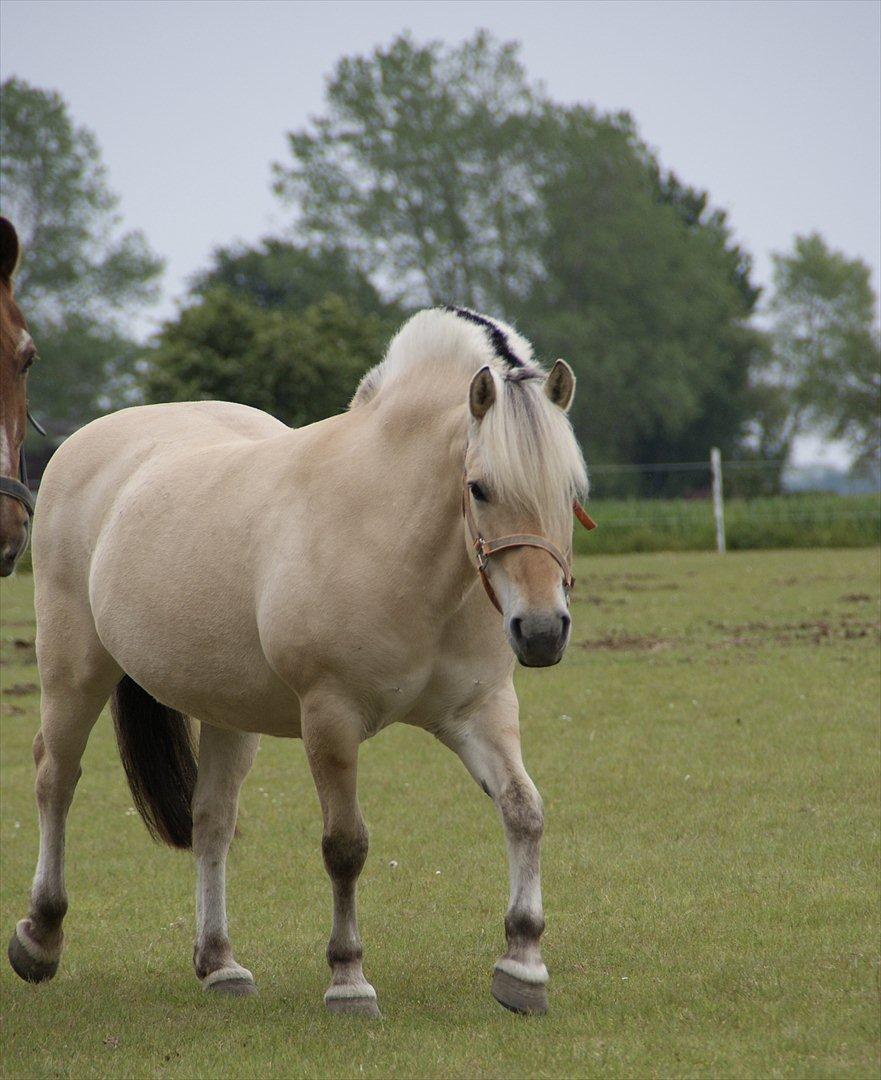 Fjordhest Nelle billede 5