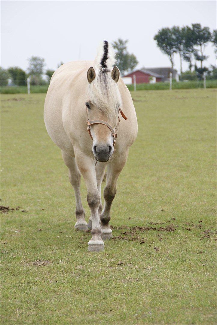 Fjordhest Nelle billede 6