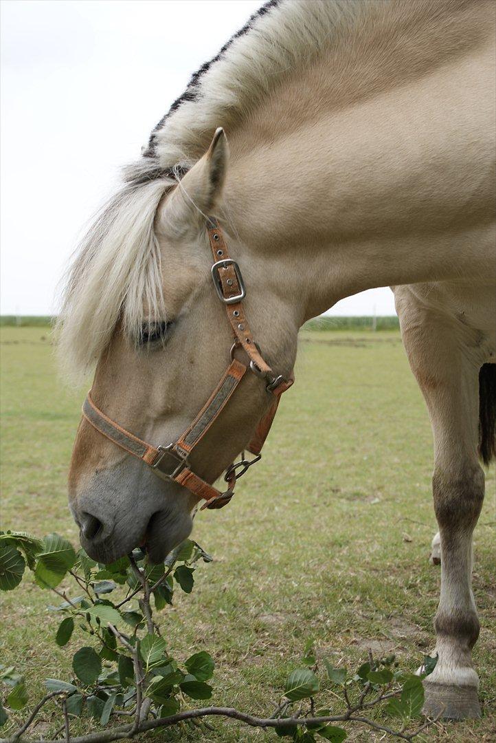 Fjordhest Nelle billede 7