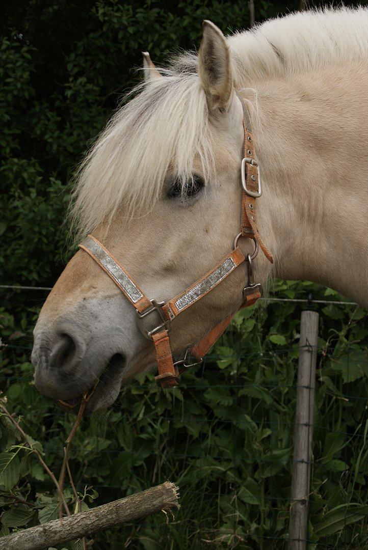 Fjordhest Nelle billede 8