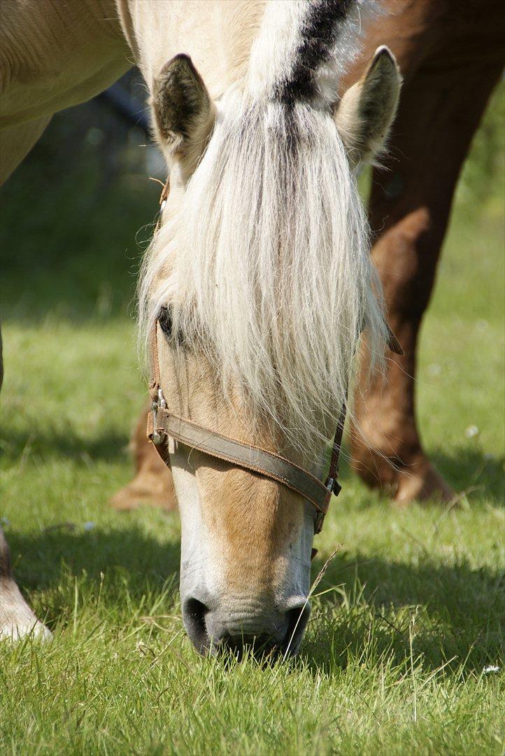 Fjordhest Nelle billede 9