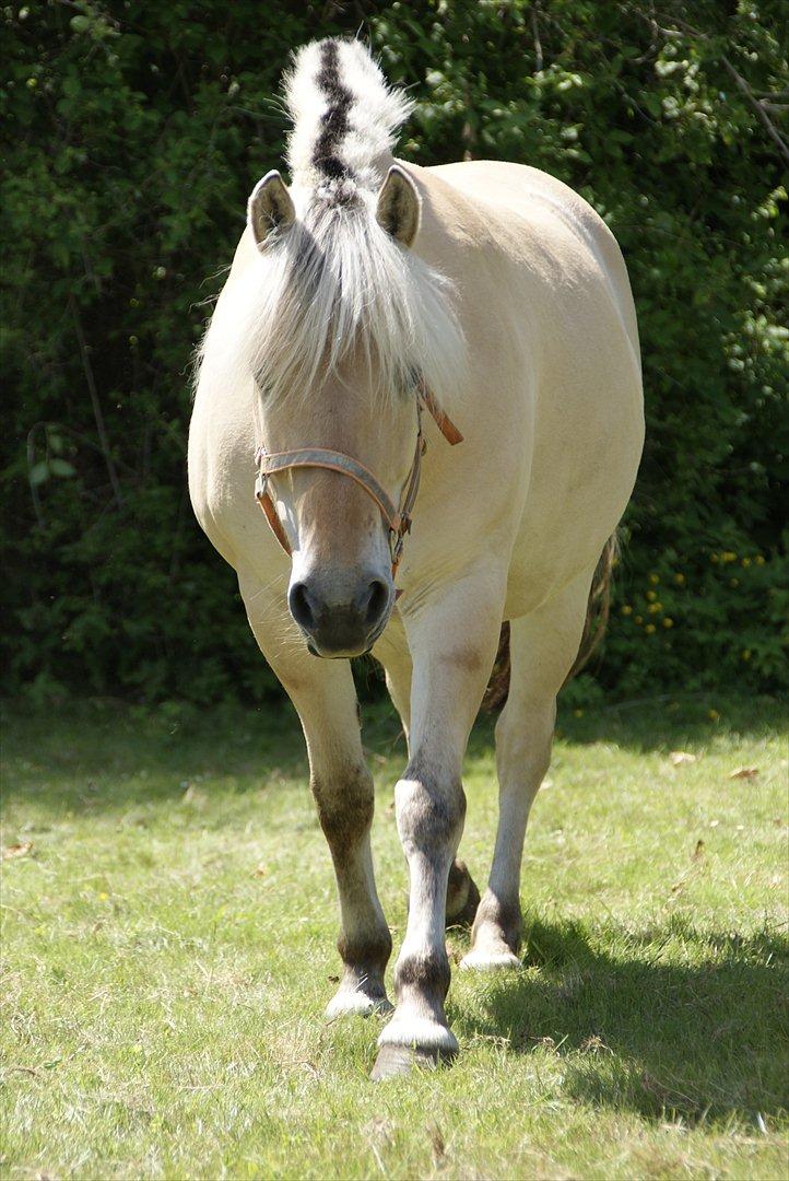 Fjordhest Nelle billede 10