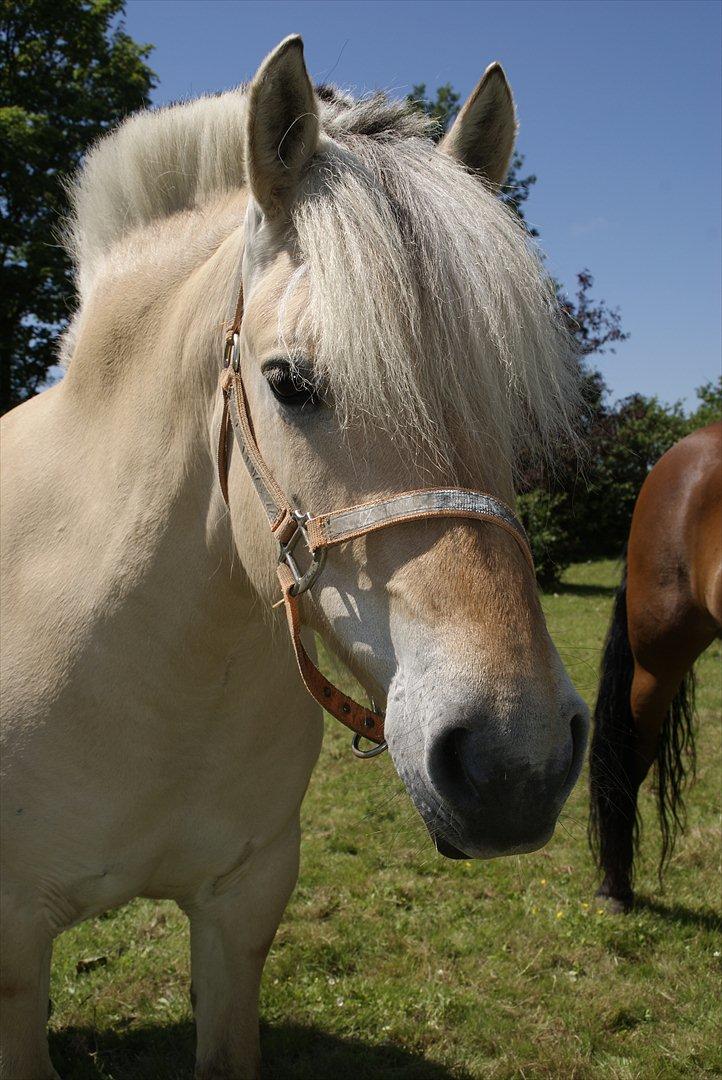 Fjordhest Nelle billede 11