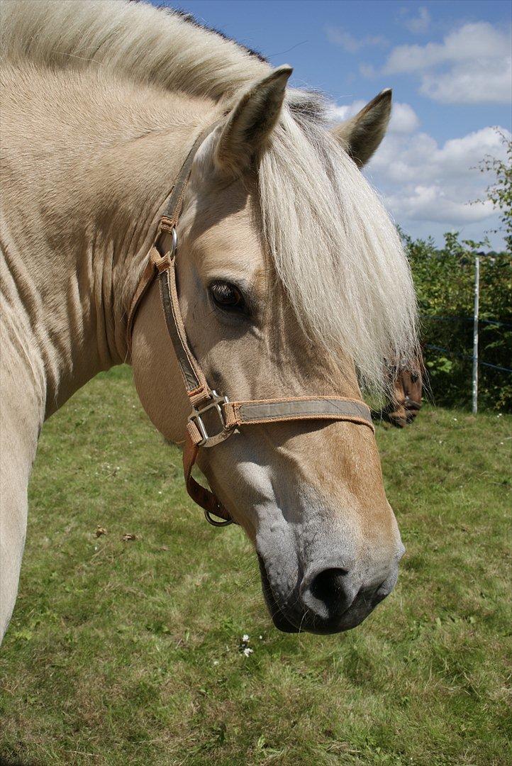 Fjordhest Nelle billede 12